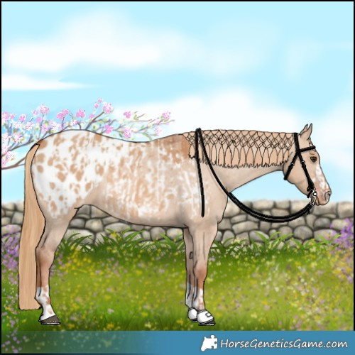 Horse Color:Red Dun Appaloosa  and Red Dun Appaloosa 