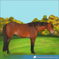 Horse Color:Bay 