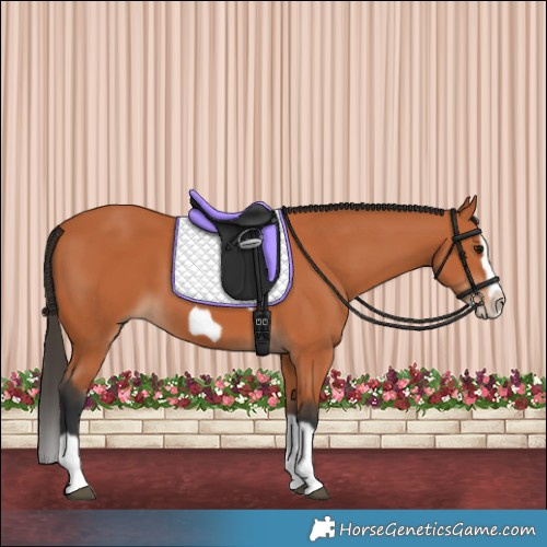 Horse Color:Bay Splash Frame 