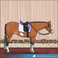 Horse Color:Bay Splash Frame