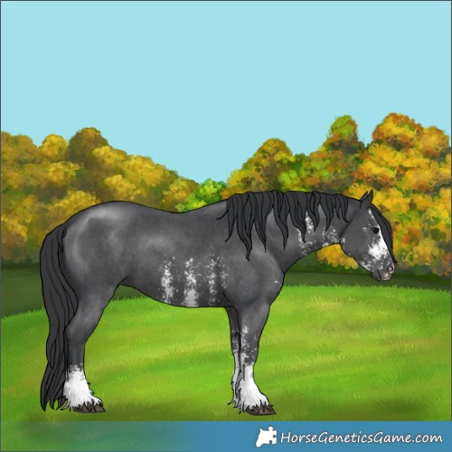 Horse Color:Black Sabino 