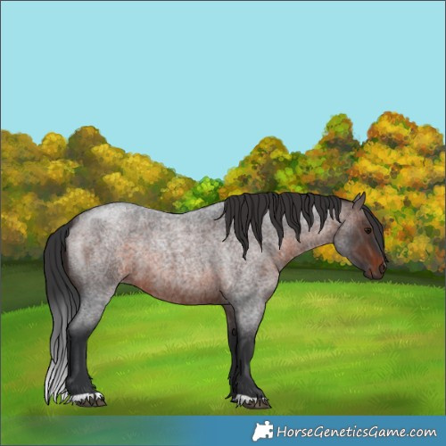 Horse Color:Brown Roan