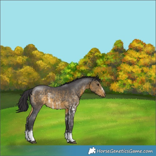 Horse Color:Buckskin Sabino 