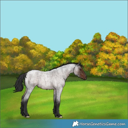 Horse Color:Liver Red Roan 