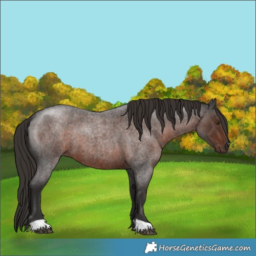 Horse Color:Liver Red Roan 