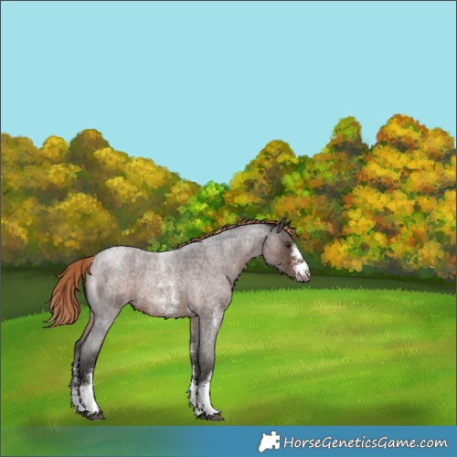 Horse Color:Liver Red Roan Sabino 