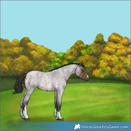 Horse Color:Liver Red Roan Sabino Rabicano 