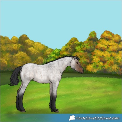 Horse Color:Brown Roan Dun 