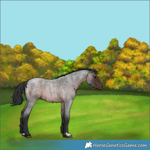 Horse Color:Brown Roan 