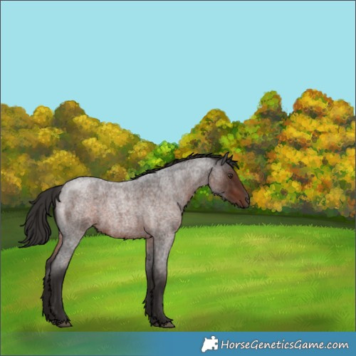 Horse Color:Liver Red Roan 