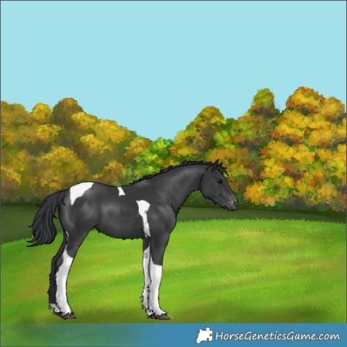 Horse Color:Black Tobiano Appaloosa 