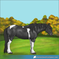 Horse Color:Black Tobiano Varnish 