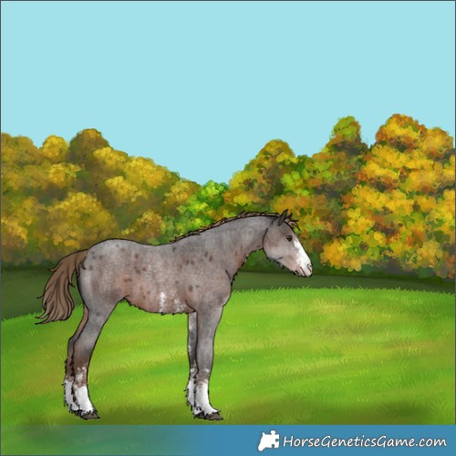 Horse Color:Liver Red Roan Sabino Varnish 