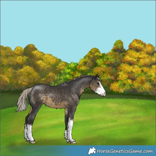 Horse Color:Silver Smoky Black Sabino