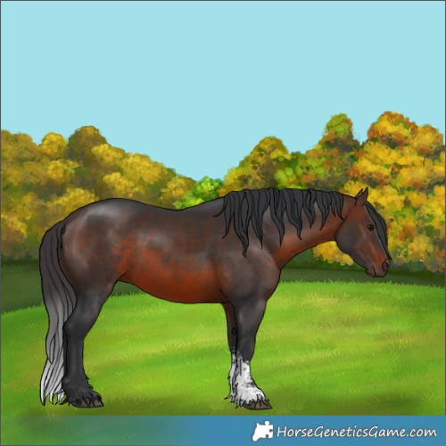 Horse Color:Brown Sabino
