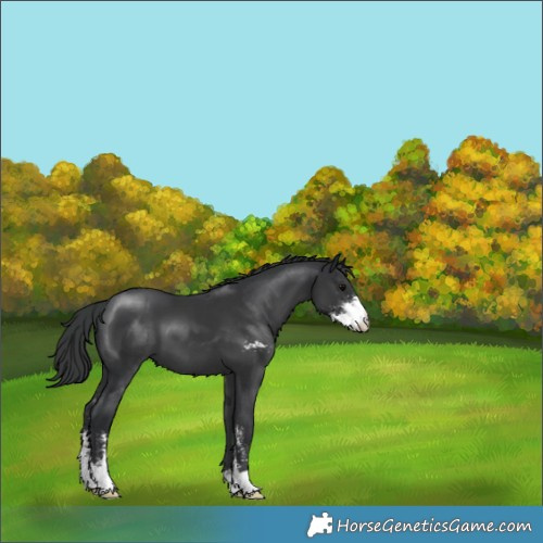 Horse Color:Black Sabino 