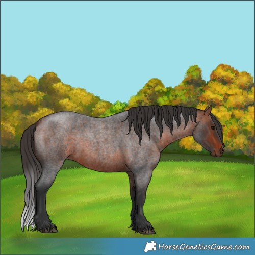 Horse Color:Bay Roan 