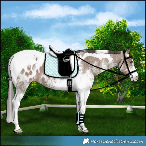 Horse Color:White Spotted Liver Red Dun Tobiano Appaloosa 