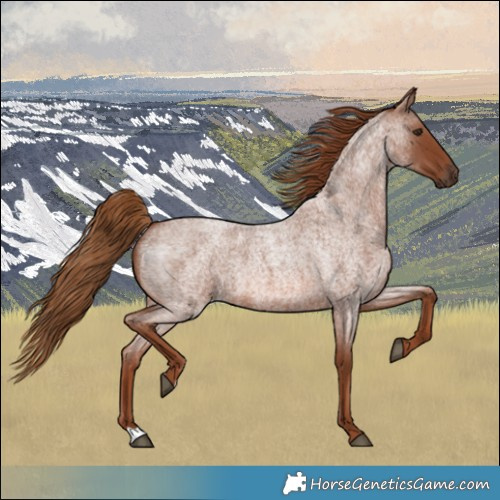 Horse Color:Red Roan 