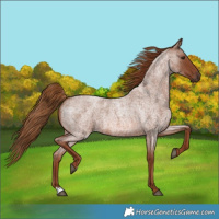 Horse Color:Red Roan