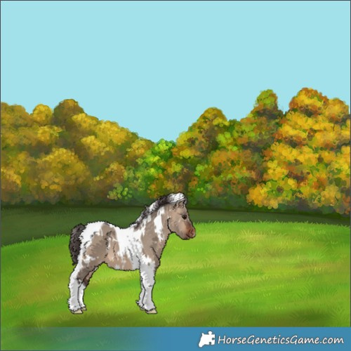 Horse Color:White Spotted Brown Dun Tobiano Appaloosa 