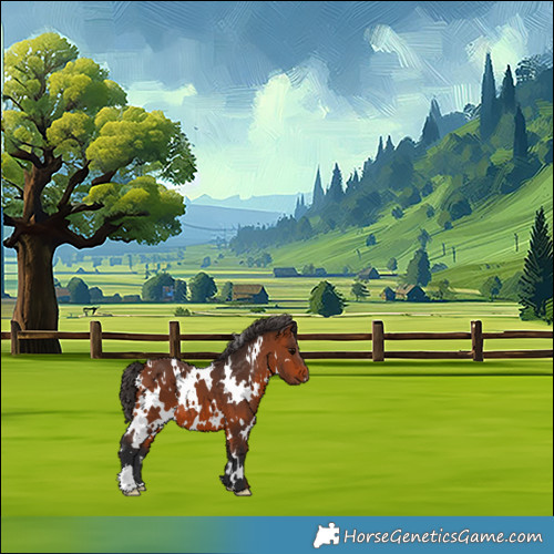 Horse Color:White Spotted Bay 