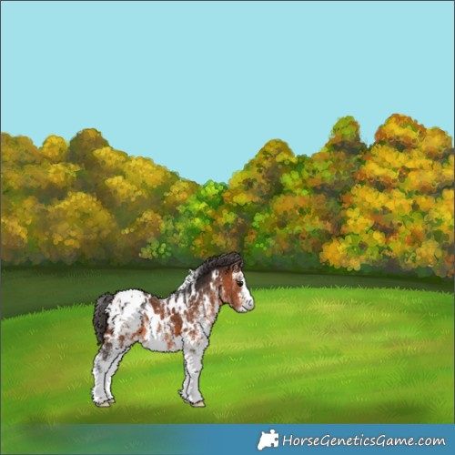 Horse Color:White Spotted Bay Appaloosa 