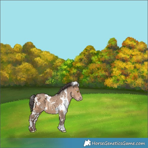 Horse Color:White Spotted Sable Champagne 