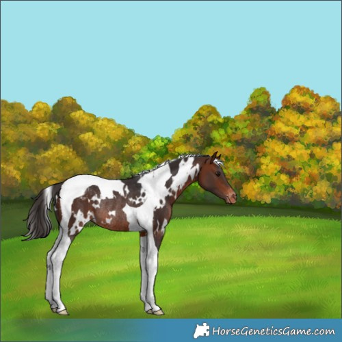 Horse Color:White Spotted Bay Tobiano Appaloosa Rabicano 