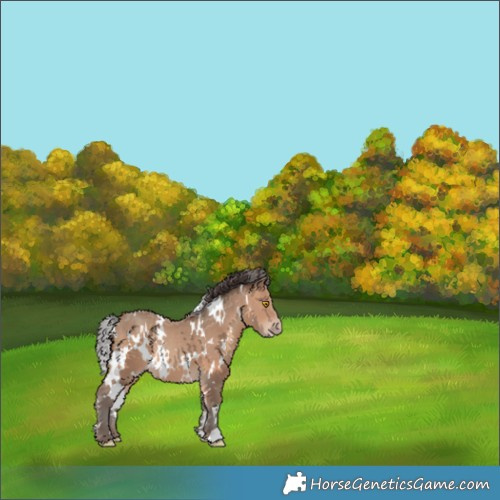 Horse Color:White Spotted Sable Champagne 