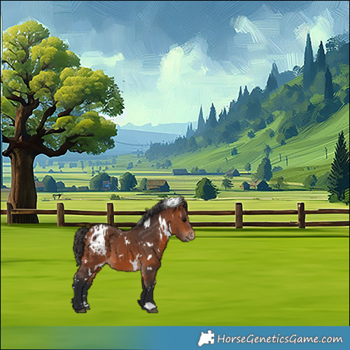 Horse Color:White Spotted Bay Appaloosa 