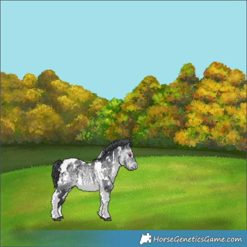 Horse Color:White Spotted Bay Chinchilla Tobiano 