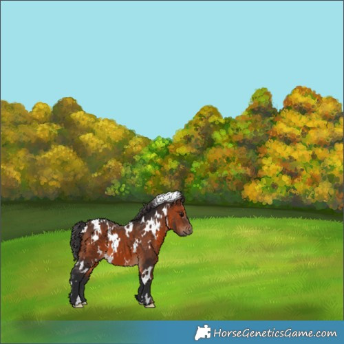 Horse Color:White Spotted Brown 