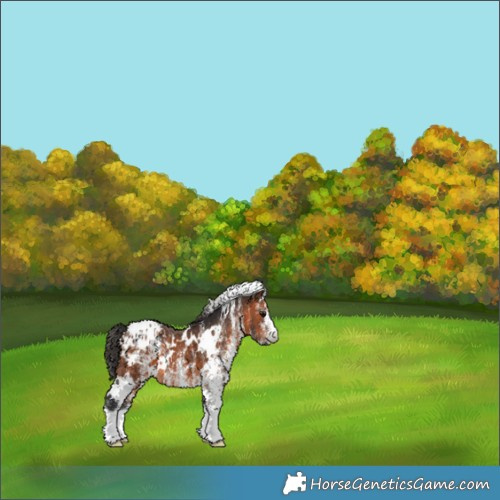 Horse Color:White Spotted Brown Appaloosa 
