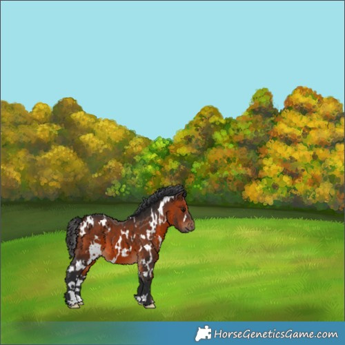 Horse Color:White Spotted Brown 