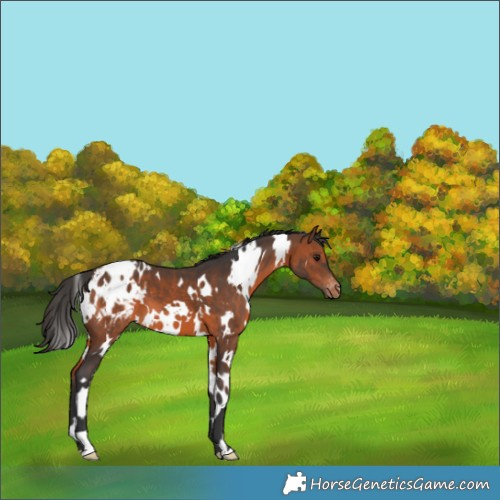 Horse Color:White Spotted Brown Appaloosa 