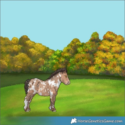 Horse Color:White Spotted Sable Champagne 