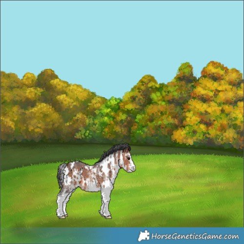 Horse Color:White Spotted Bay 