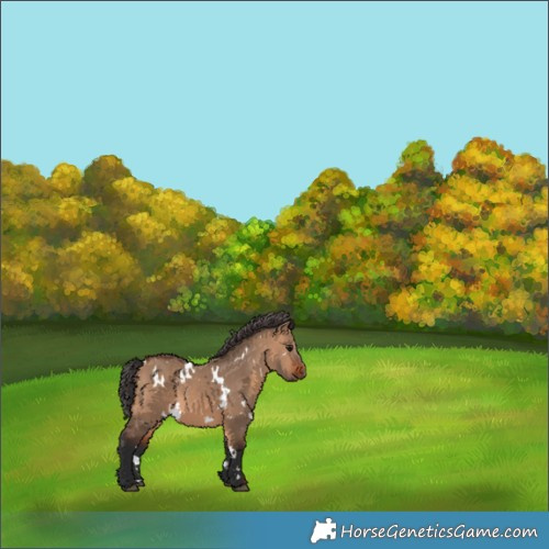 Horse Color:White Spotted Bay Dun 