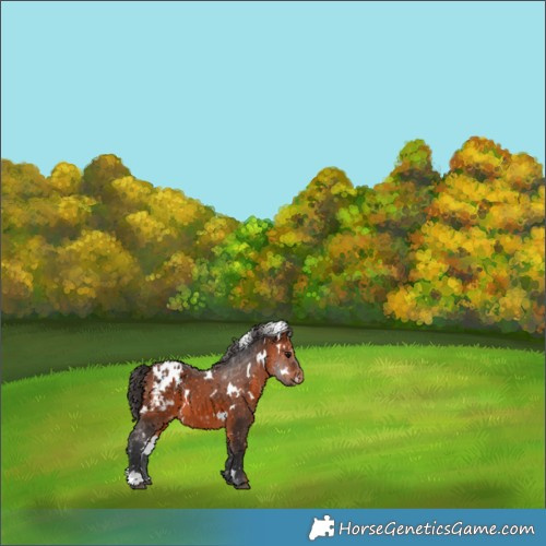 Horse Color:White Spotted Bay Blanket 