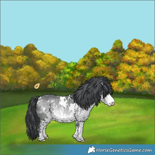 Horse Color:White Spotted Bay Chinchilla 