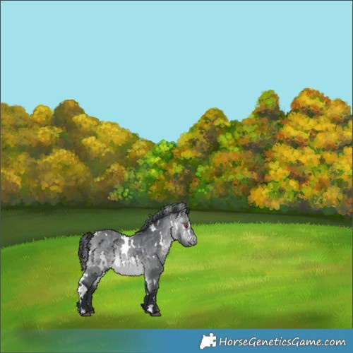 Horse Color:White Spotted Bay Chinchilla 