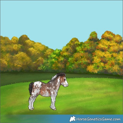 Horse Color:White Spotted Bay Appaloosa 
