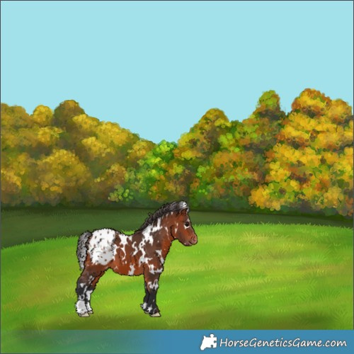 Horse Color:White Spotted Bay Appaloosa 