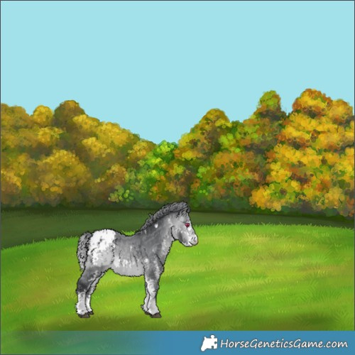 Horse Color:White Spotted Bay Chinchilla Blanket 