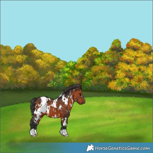 Horse Color:White Spotted Bay 