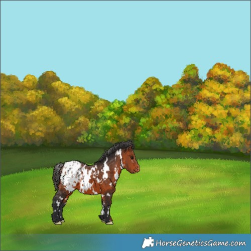 Horse Color:White Spotted Bay Appaloosa 