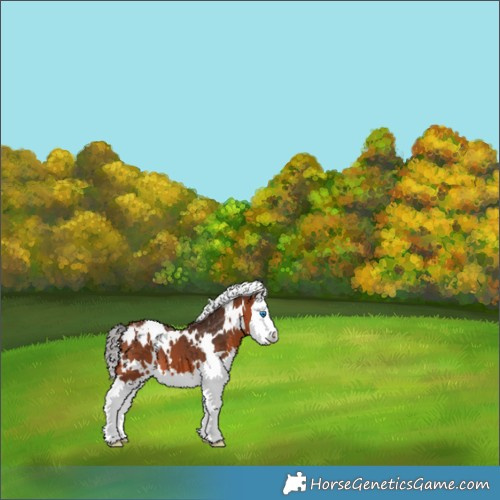 Horse Color:White Spotted Bay Splash Appaloosa 