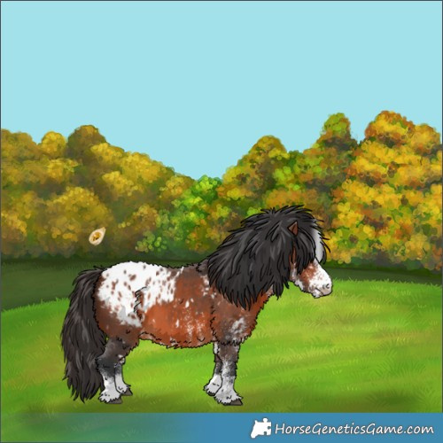 Horse Color:White Spotted Bay Appaloosa 