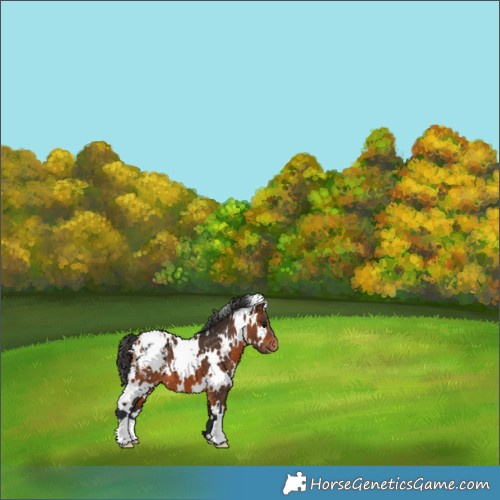 Horse Color:White Spotted Bay Appaloosa 